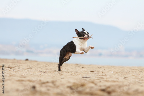 Obraz na płótnie beautiful jump of the boston terrier w salonie