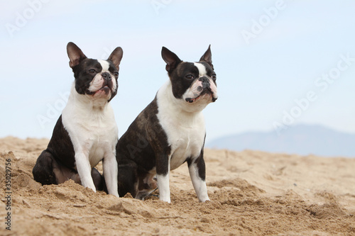 couple de boston terrier assis sur la plage