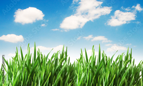 Fototapeta Naklejka Na Ścianę i Meble -  Green grass against blue sky