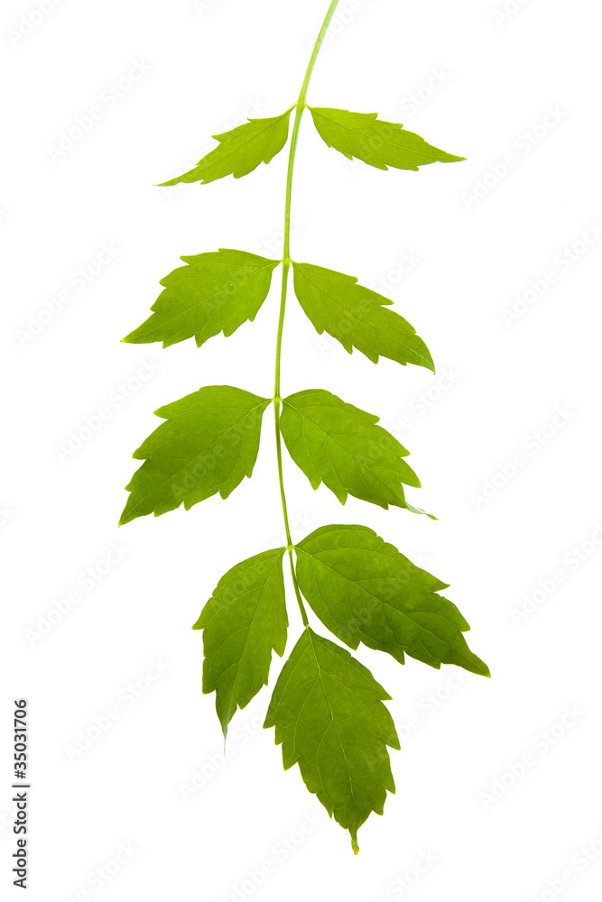 Fototapeta premium wild red green branch isolated on white background