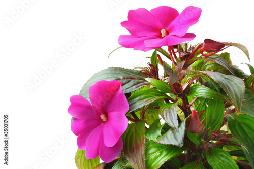 Fototapeta Naklejka Na Ścianę i Meble -  Impatiens