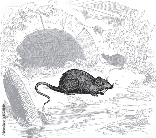 Rat