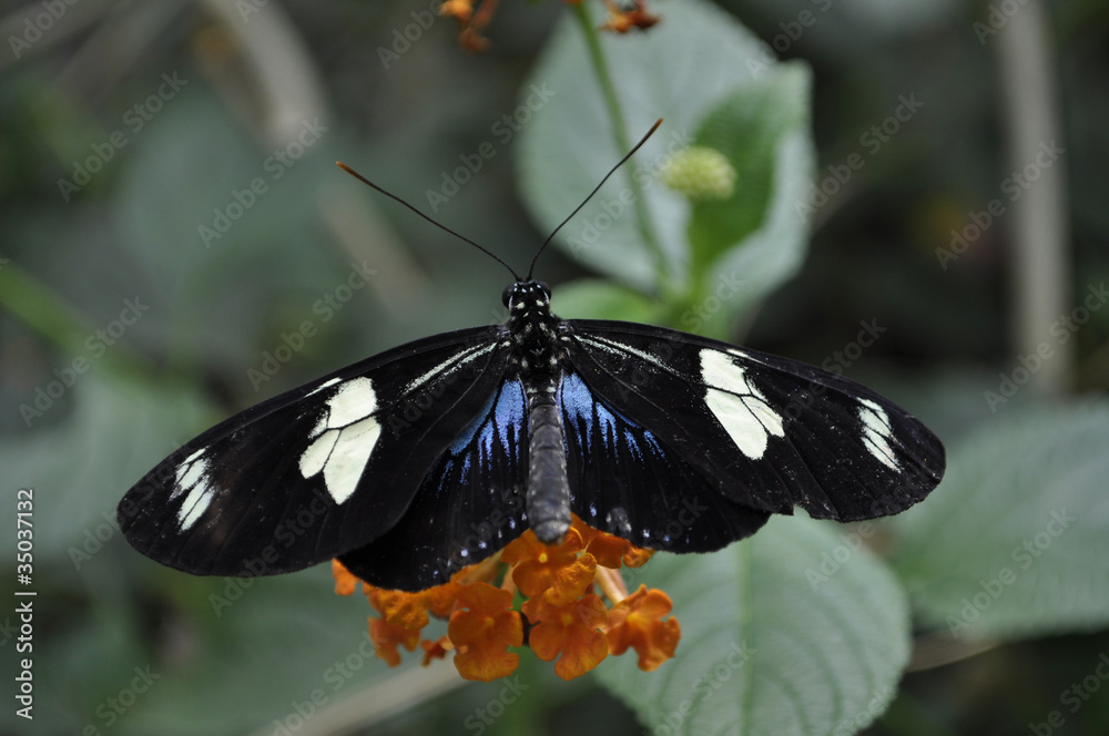 Fototapeta premium Beauty in Flight