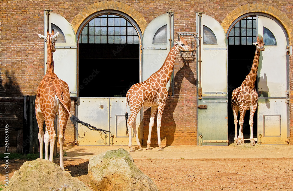 Naklejka premium Giraffes in the London Zoo at Regent Park