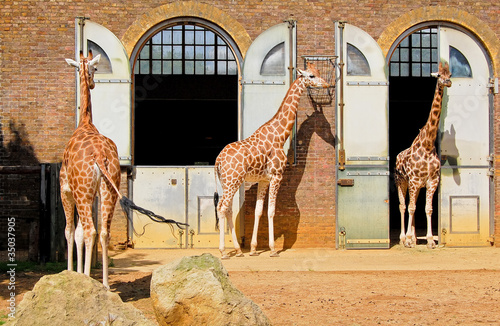 Giraffes in the London Zoo at Regent Park