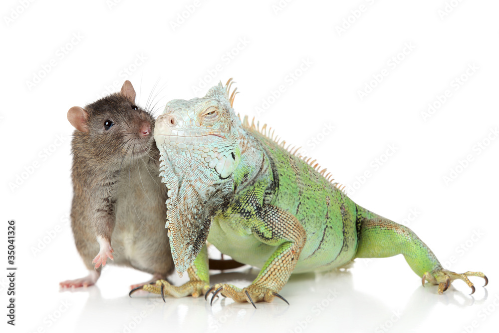 Fototapeta premium Iguana with rat together on a white background