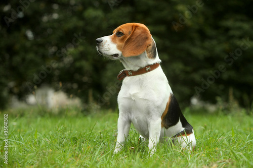 Fototapeta Naklejka Na Ścianę i Meble -  Beagle puppy on grass
