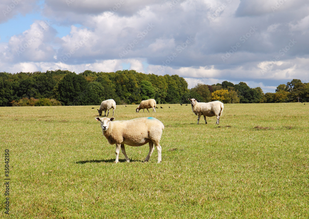 An English Rural Landscape