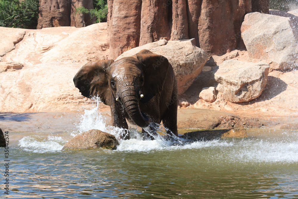 Fototapeta premium African elephants