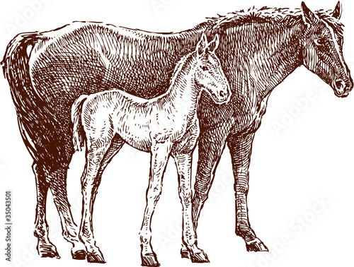 horse and foal