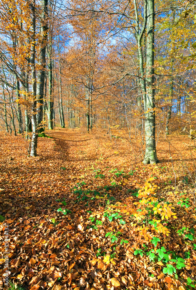 autumn mountain forest