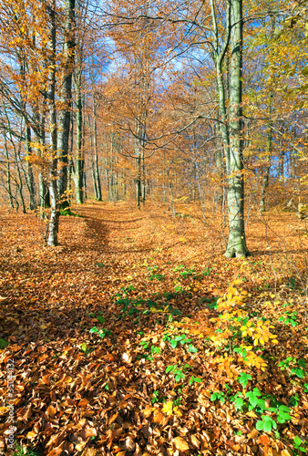 autumn mountain forest © wildman