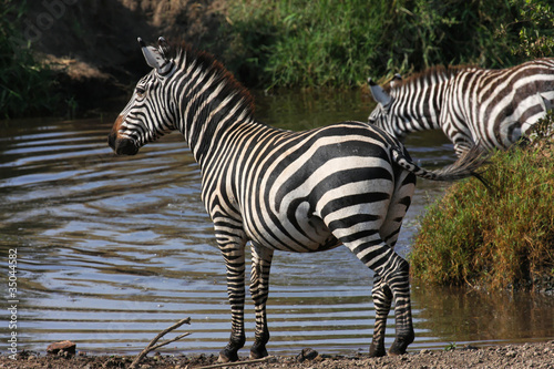 Un zebre surveille les alentours