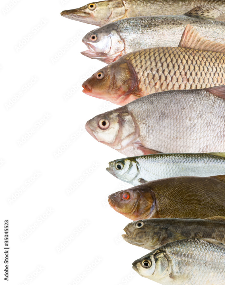 River fish background River fish background