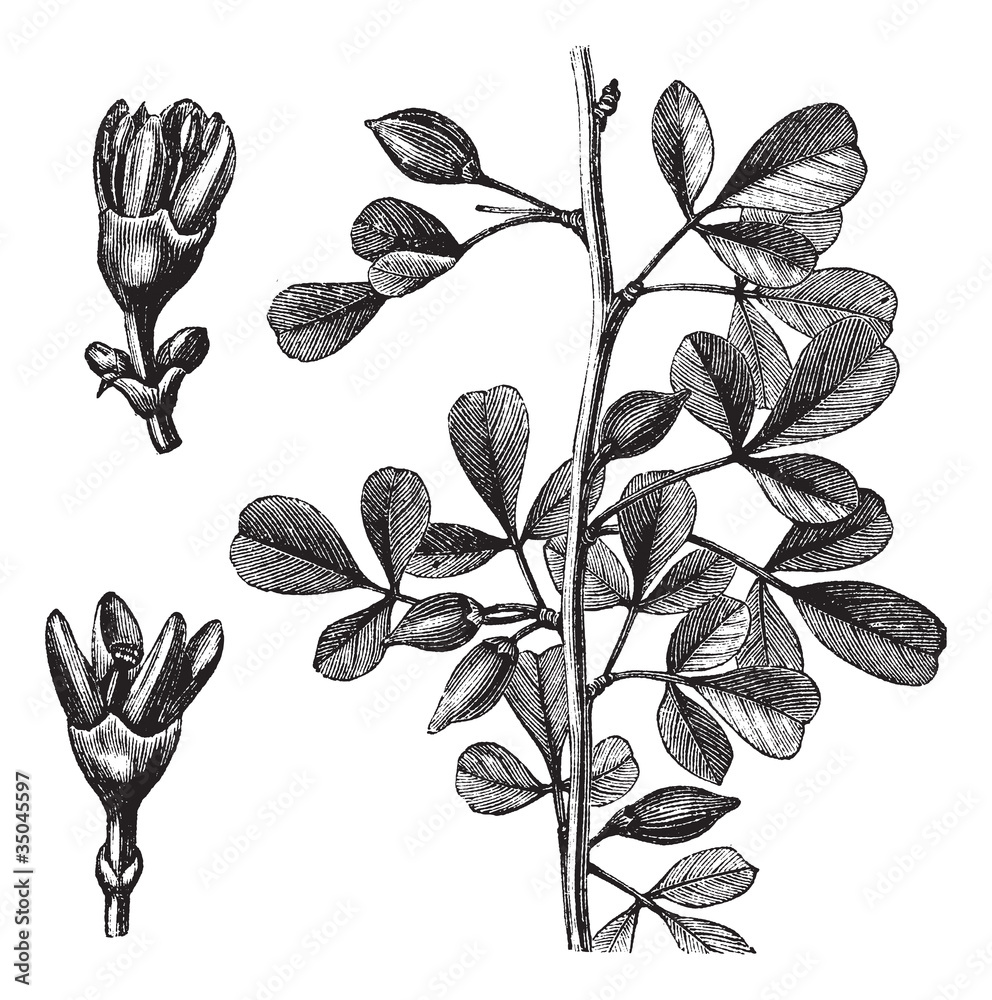 Myrrh vintage engraving