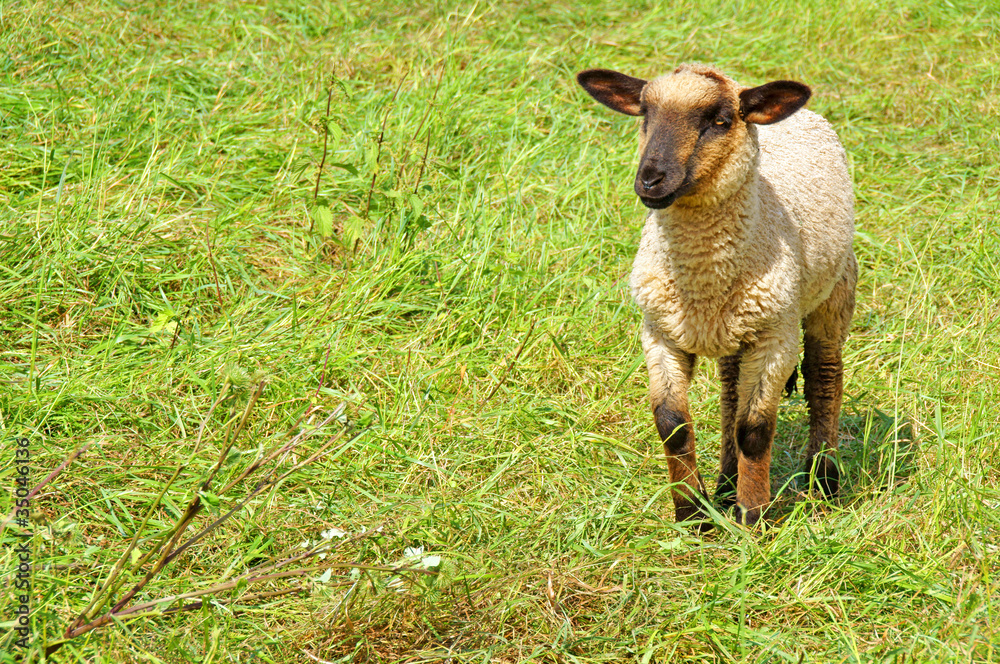 Fototapeta premium Schaf