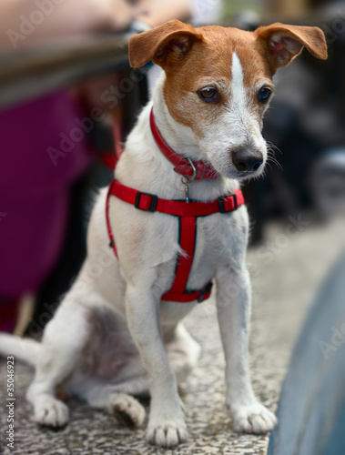 Smooth coated Parson Jack Russell Terrier, watching