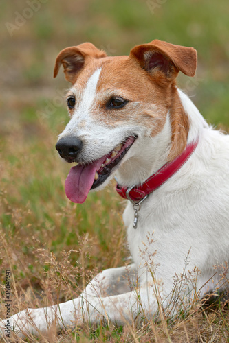 Smooth coated Parson Jack Russell Terrier resting after a run