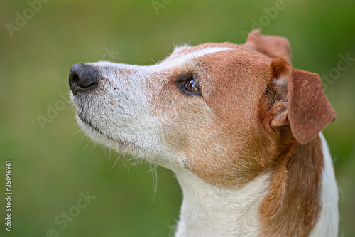 Smooth coated Parson Jack Russell Terrier portrait