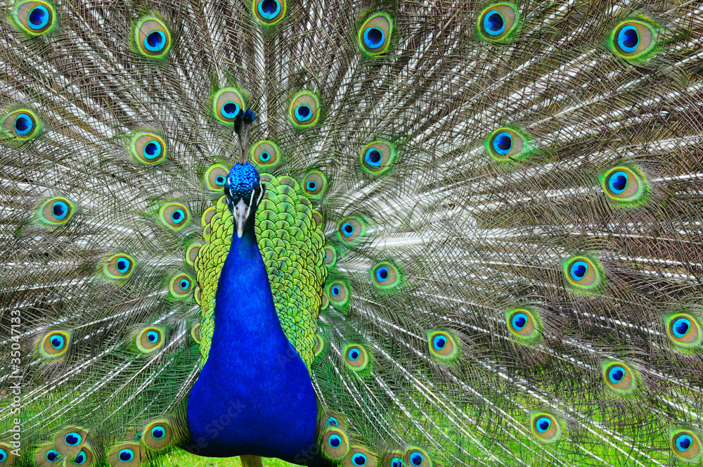 Obraz premium Peacock