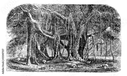 Banyan or Ficus benghalensis, vintage engraving.