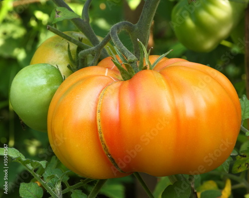 Ananas Tomate - Marvel Striped