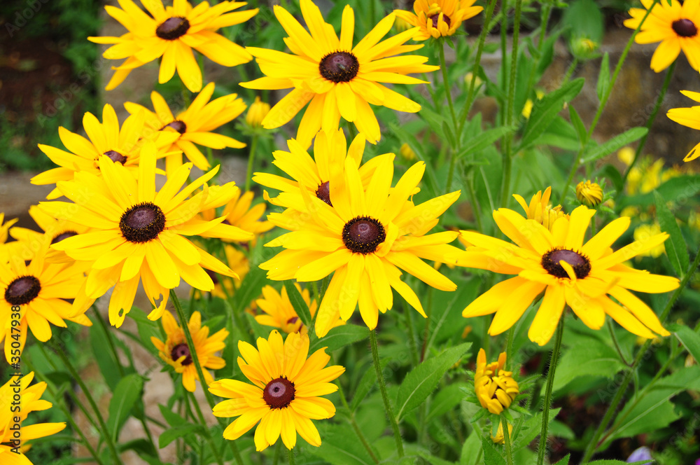 Beautiful yellow garden flowers Beautiful yellow garden flowers