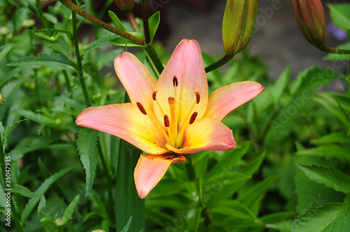 Closeup of single lily flower in garden