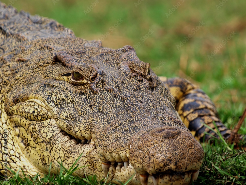 Fototapeta premium Crocodile