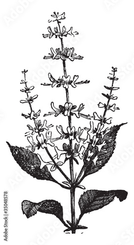 Sweet Basil vintage engraving