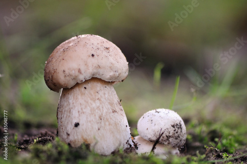 Boletus edulis young mushrooms