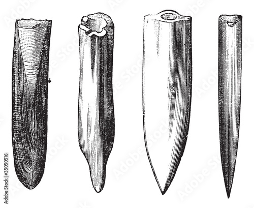 Belemnite Fossils vintage engraving