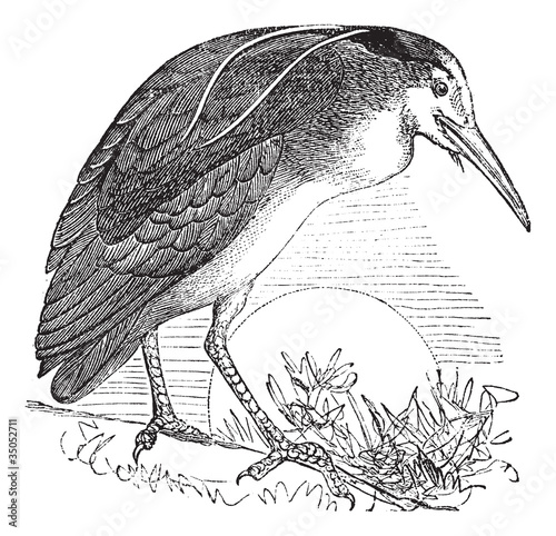 Foto Night Heron or  Nycticorax nycticorax, Bird, North America, vint