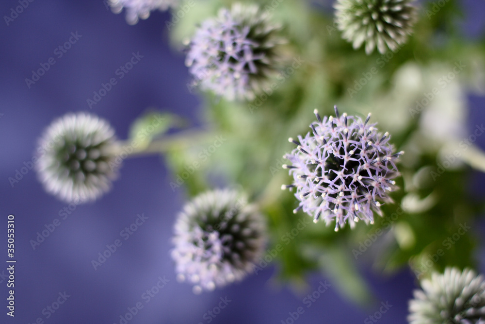 Echinops Echinops