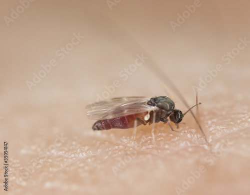 Black fly sucking blood on human arm