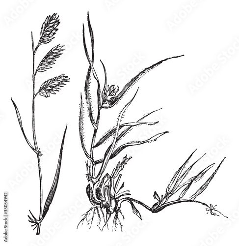 Bouteloua dactyloides or Buffalograss, grass, (left) male, (righ