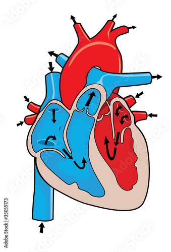 Vector Illustration of Heart Anatomy Showing Chambers, Valves, Main Arteries and Veins