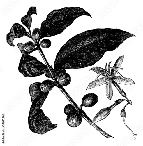 Coffea, or Coffee shrub and fruits, vintage engraving.