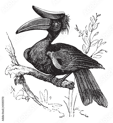 Rhinoceros Hornbill or Buceros rhinoceros vintage engraving.