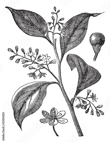 Camphrier officinal or Camphora officinarum vintage engraving