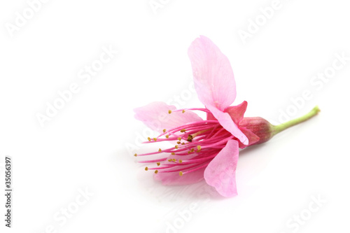 Cherry blossom , pink sakura flower © Oran Tantapakul
