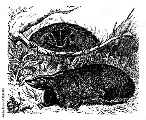 Wolverine or Gulo or Glutton, Meles vintage engraving