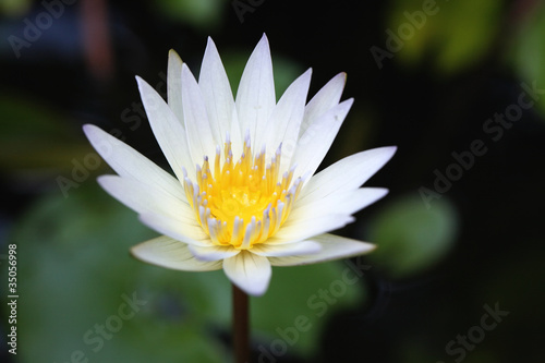 Beautiful lotus flower in nature background