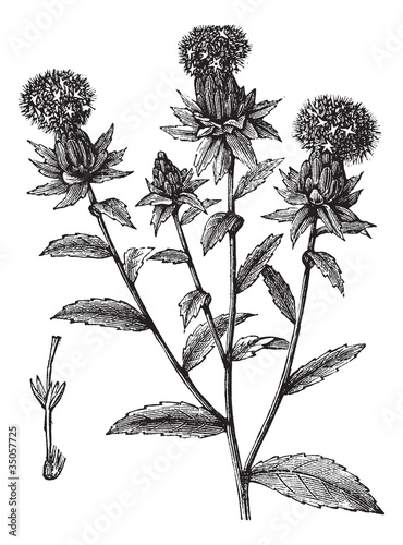 Valokuva Carthamus tinctorius or safflower vintage engraving