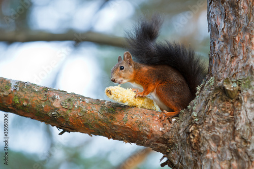 Red squirrel on a tree © Nodokthr