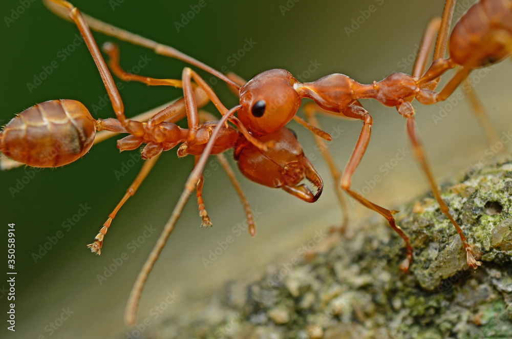 Fototapeta premium Macro - Ant
