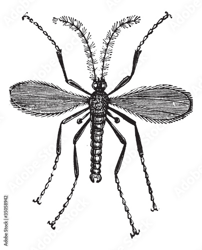 Hessian fly, or Mayetiola destructor vintage engraving