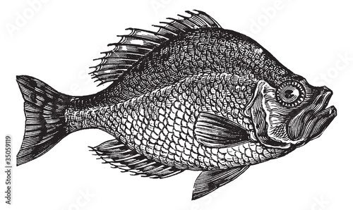 Centrarchus aeneus or rock bass fish vintage engraving