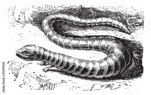 Brazen Lizard or Chalcis flavescens vintage engraving