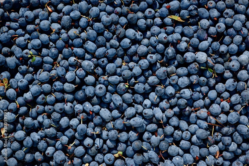 Vaccinium uliginosum (Bog Bilberry or Northern Bilberry) Vaccinium uliginosum (Bog Bilberry or Northern Bilberry)